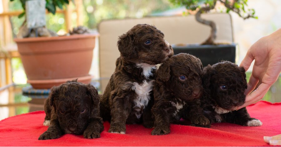 Spanish Water Dog Pictures